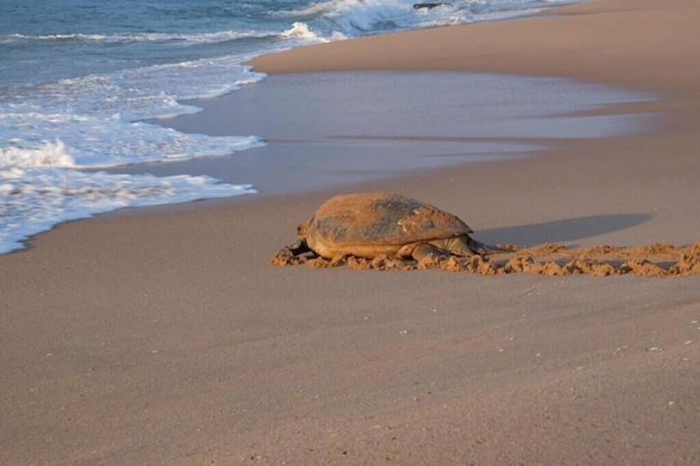 Turtle Paradise 42/46