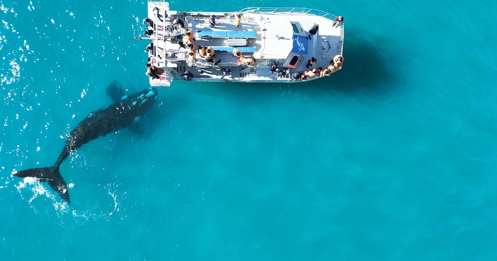 White Shark Guest House 43/50