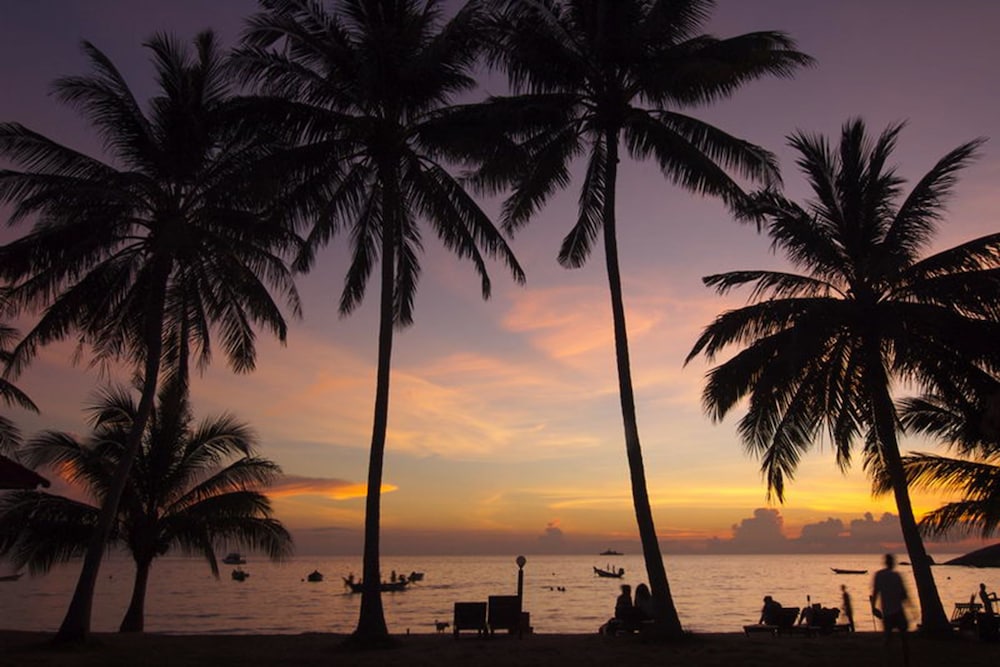 Palm Leaf Resort 40/54