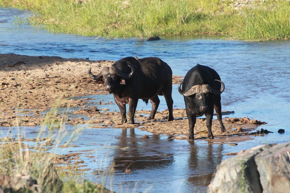 Makumu Private Game Lodge 44/50