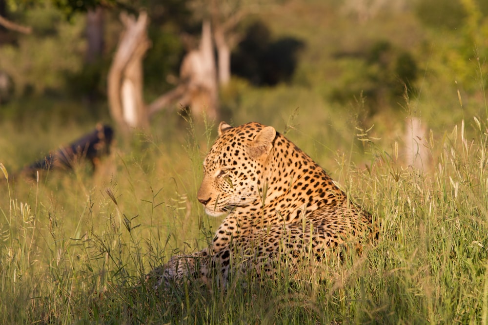Tintswalo Safari Lodge 43/50