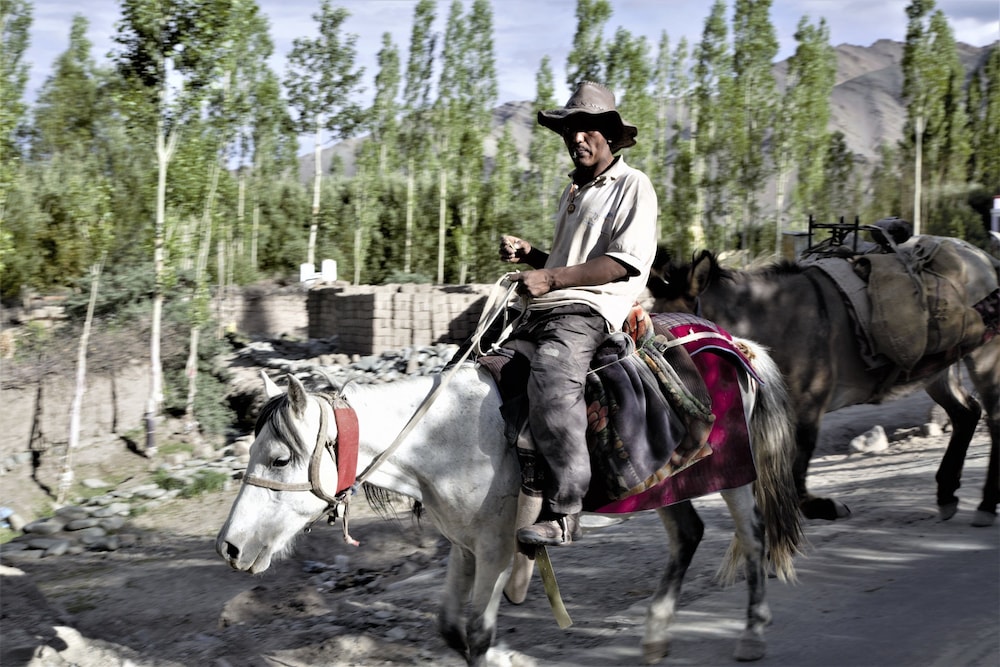 The Driftwood Ladakh 20/50