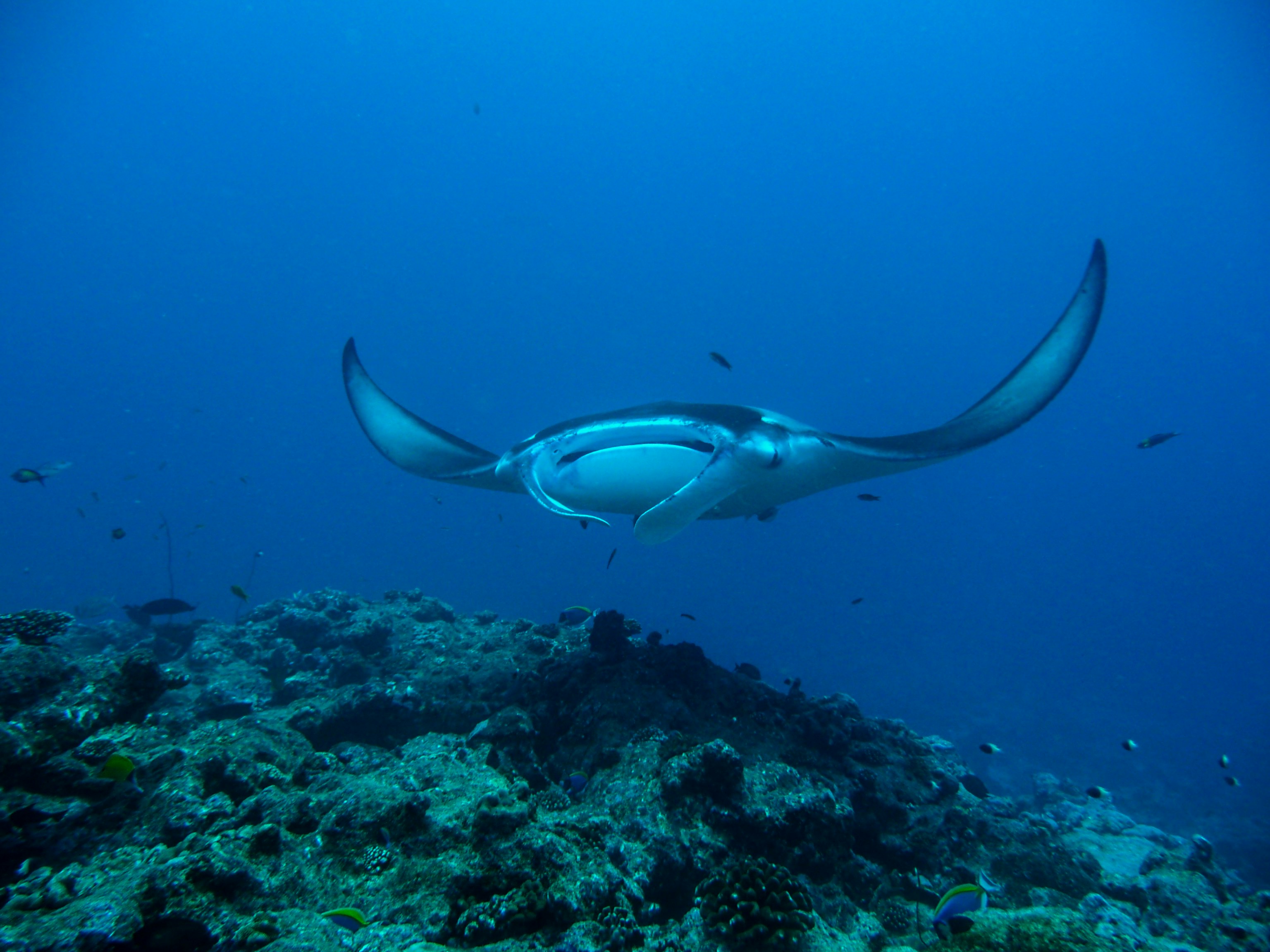 Milaidhoo Maldives 68/70