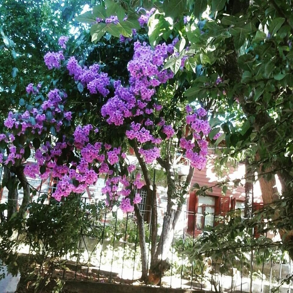 Orhan Kutbay'in Evi Turyolu Cafe Pansiyon 38/50