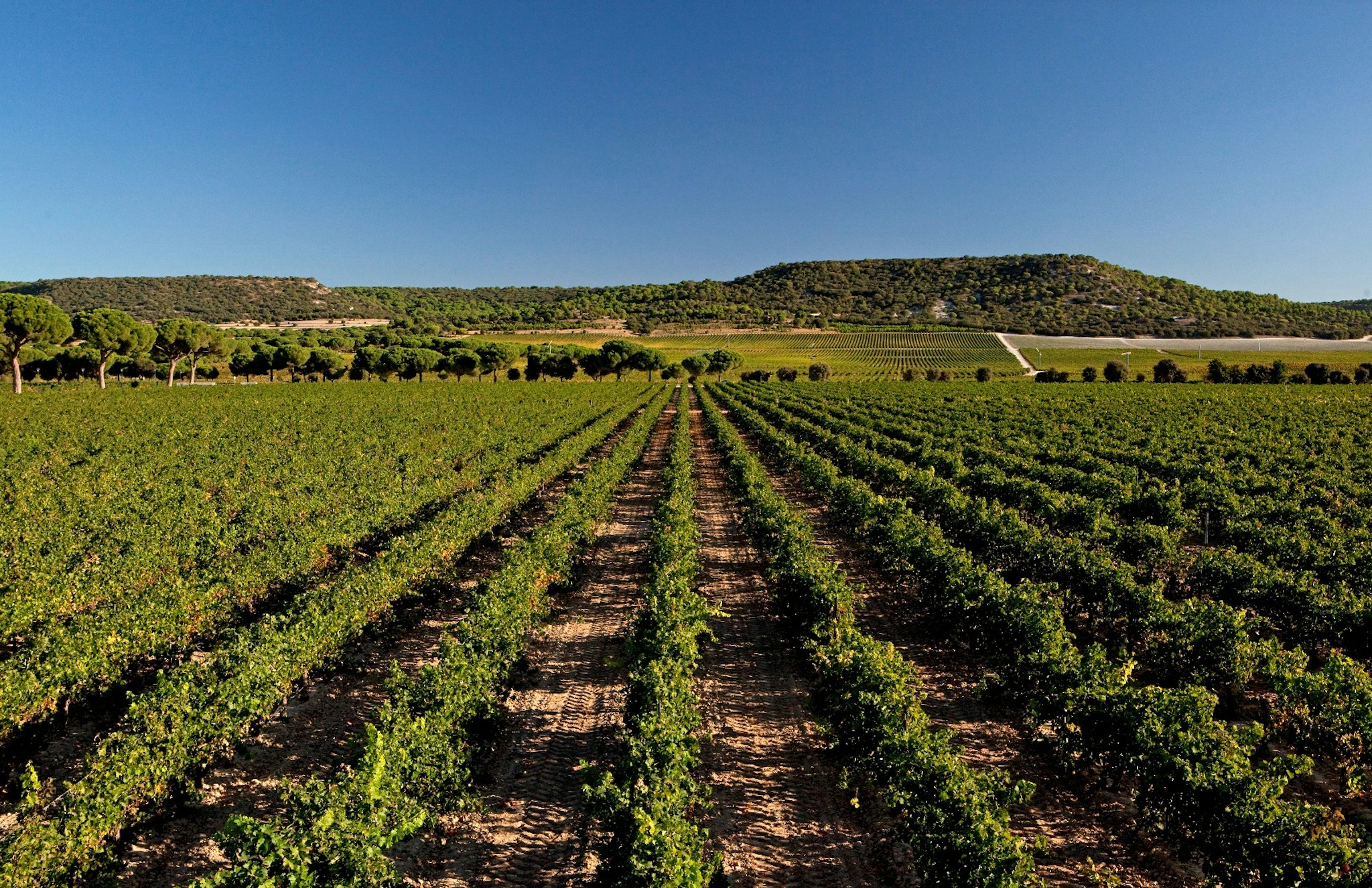 Abadia Retuerta LeDomaine 47/50