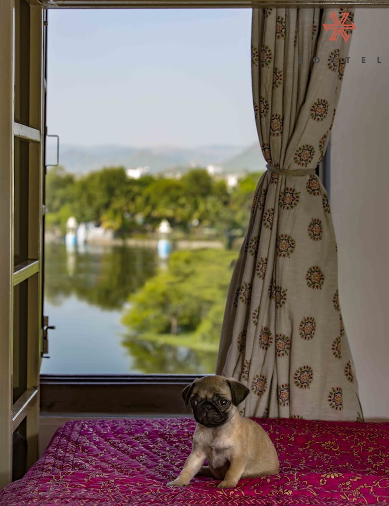 Zostel Udaipur photo3