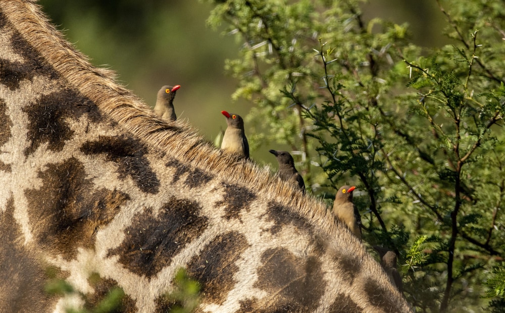 Black Rhino Game Lodge 65/69