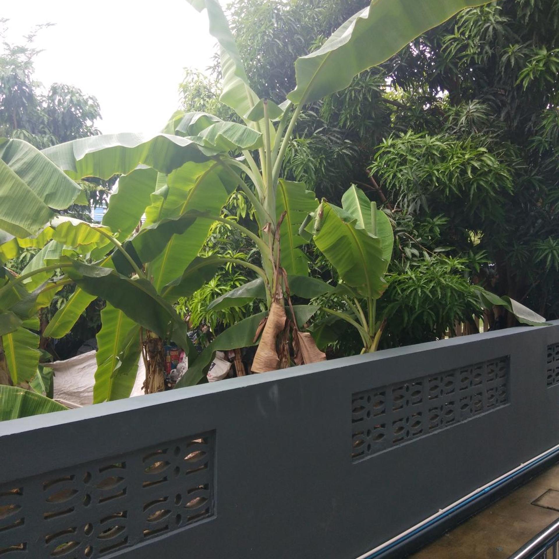 Asia's Beach Apartments 11/60