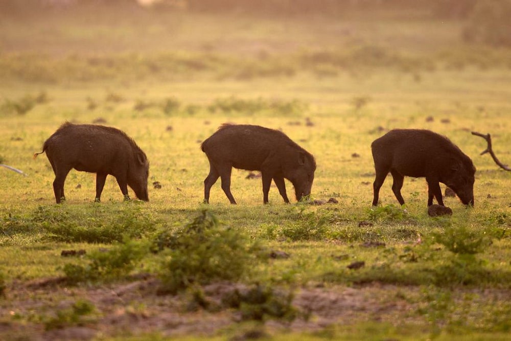 Yala Caravan Village 19/32