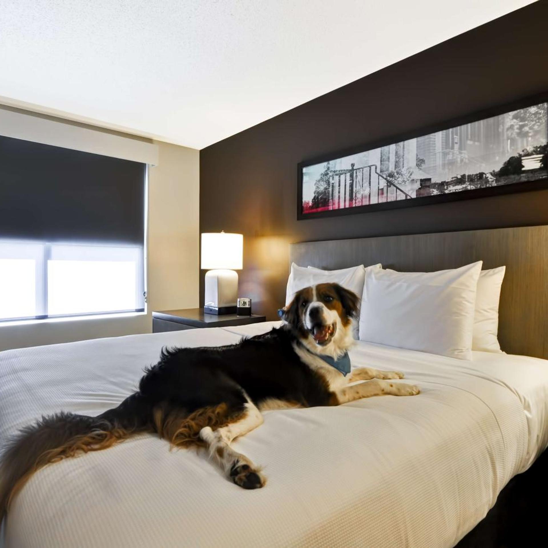 1 Bedroom, Suite, King Bed