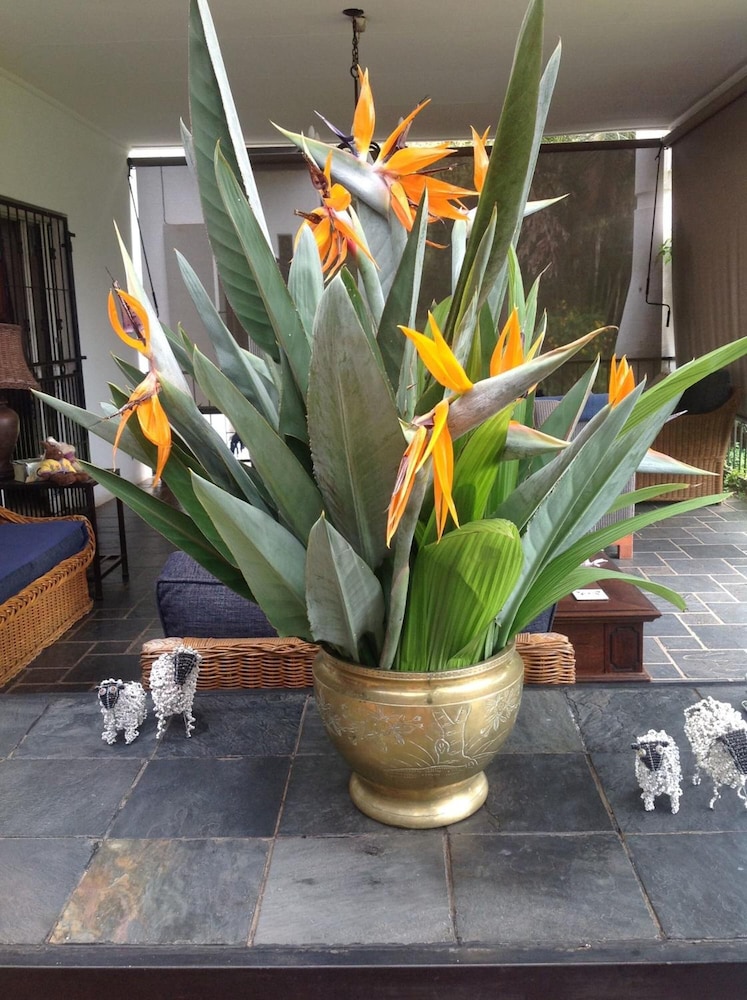 Plumbago Guest House 21/21