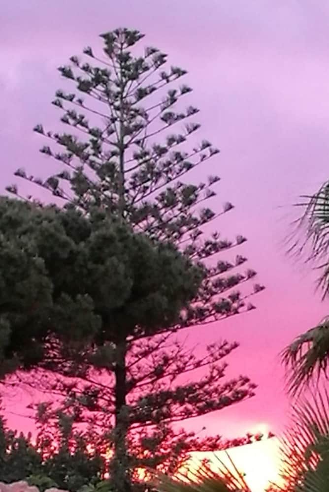 L'araucaria 42/50