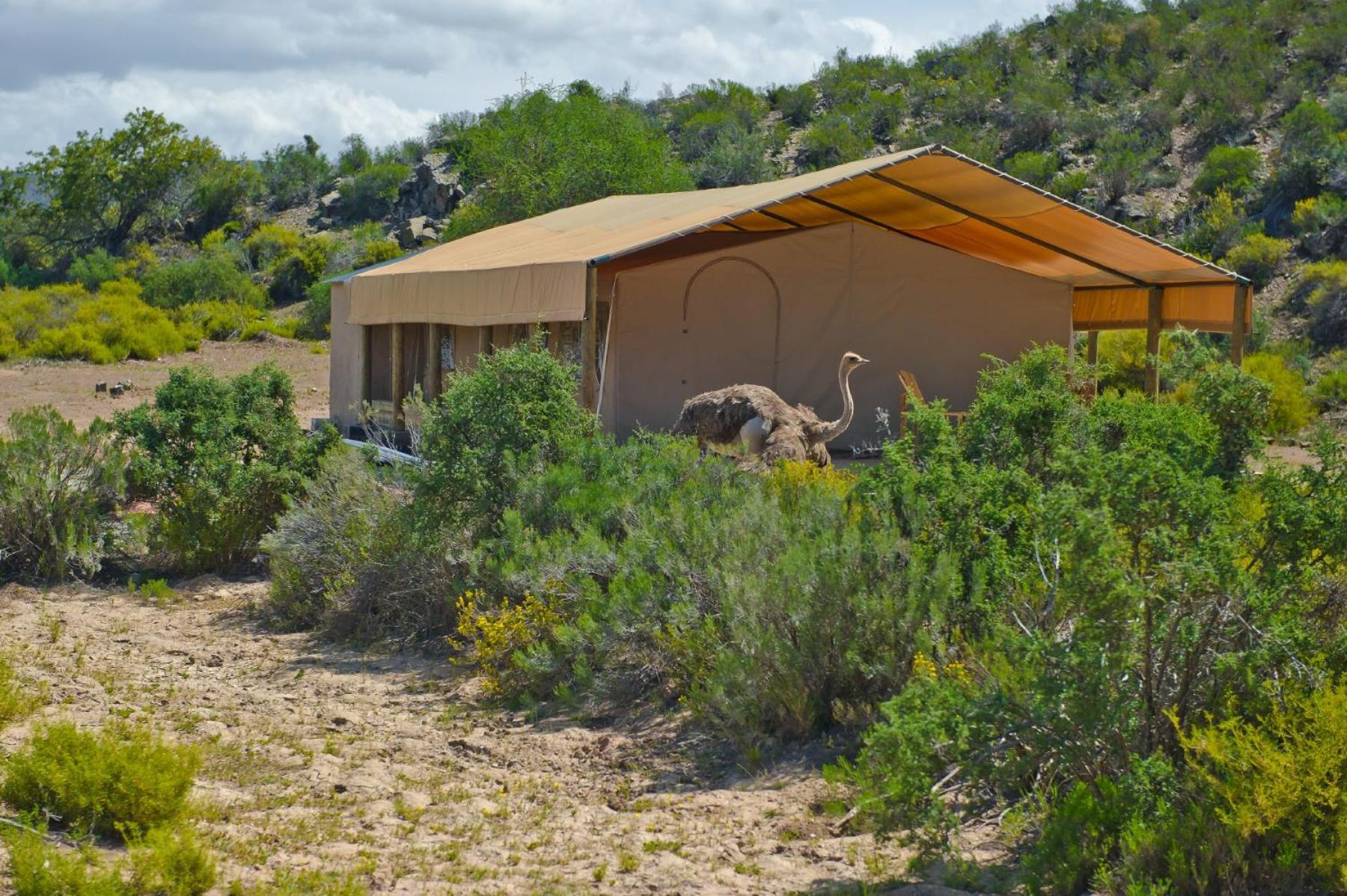 African Game Lodge 1/50