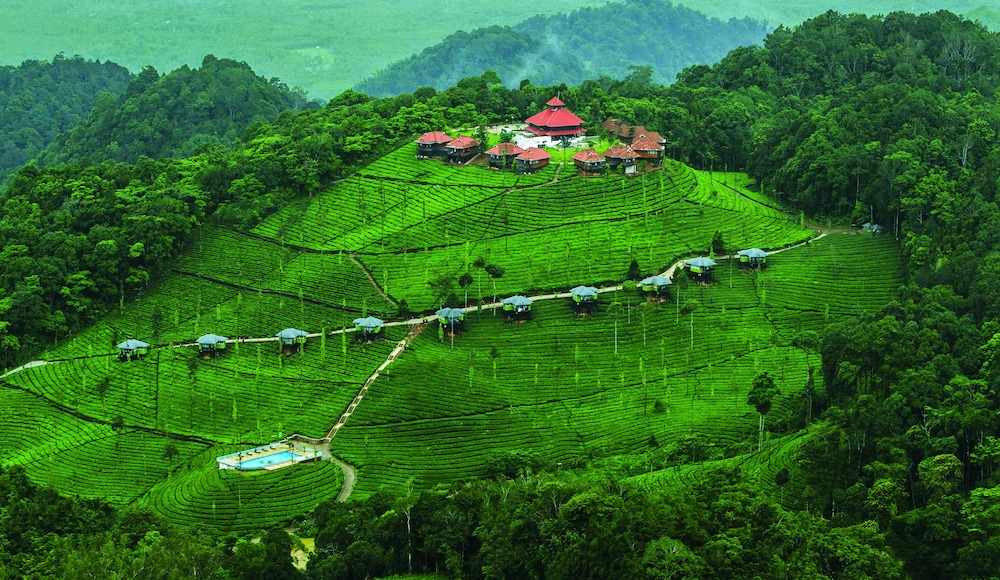 Wild Planet Jungle Resort 39/50