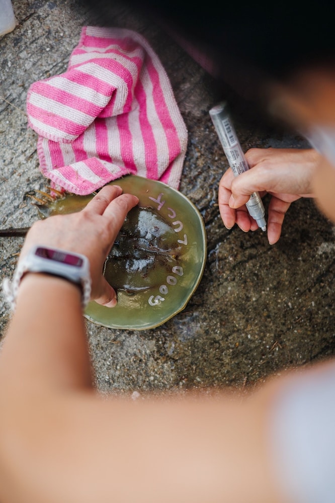 Loligo Resort Hua Hin + A Fresh Twist By Let's Sea photo2