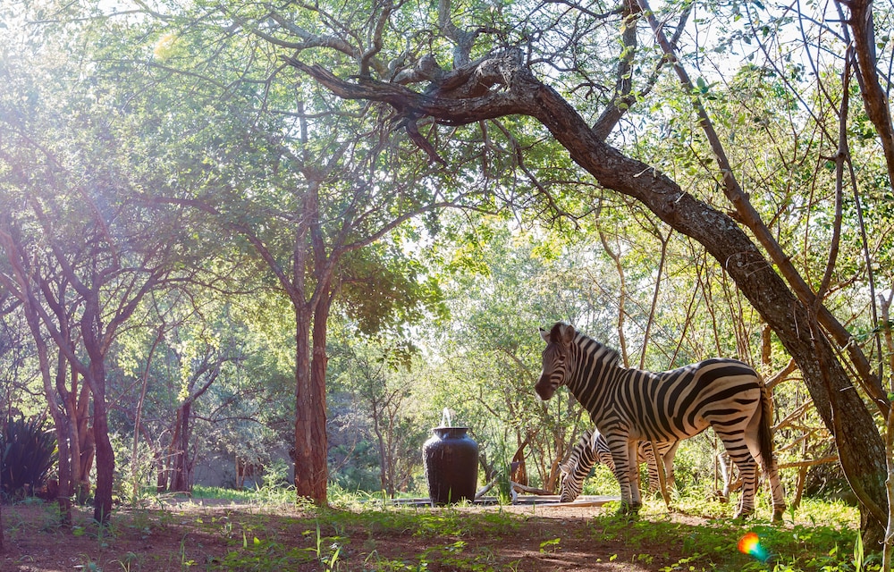 Shikwari Bush Lodge &amp; Pangolin Bush Camp 44/50
