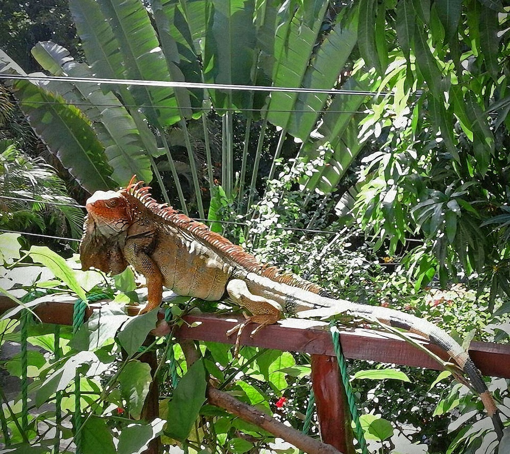 Principe Del Pacifico 36/48