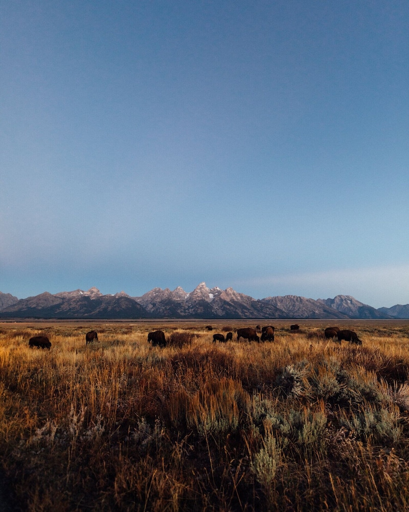 Teton Peaks Resort 47/50