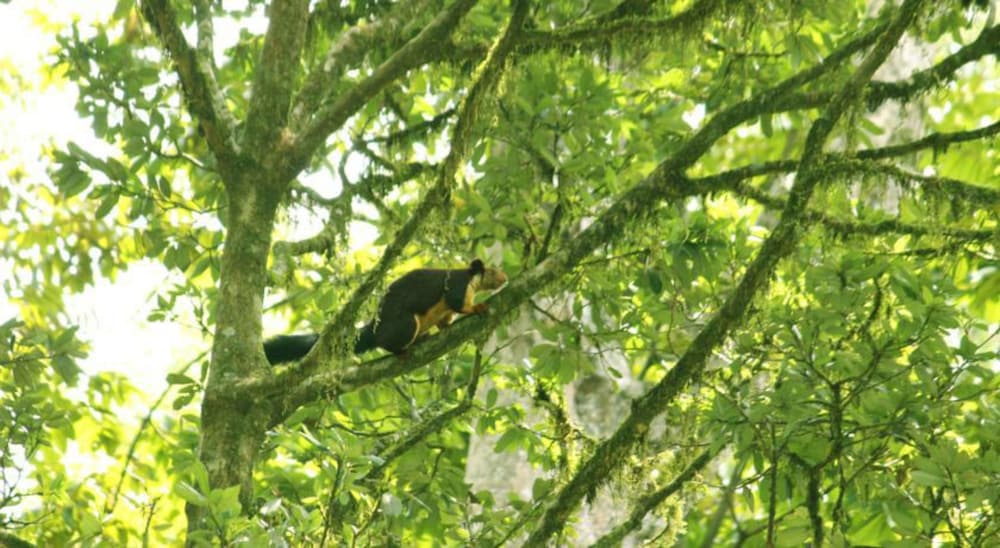 BLUE GINGER WAYANAD RESORTS 38/50