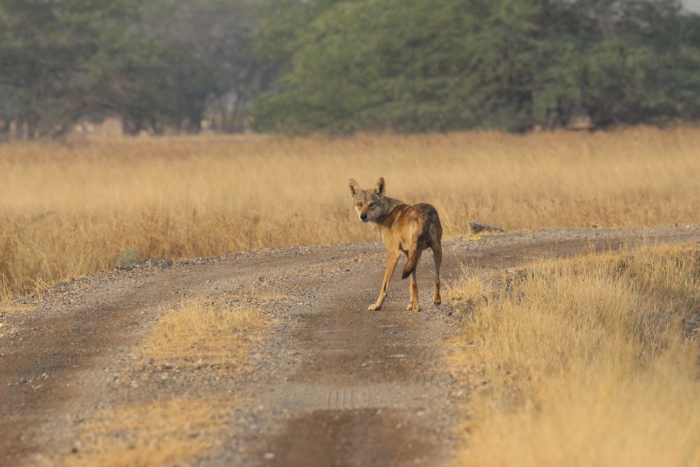 The Blackbuck Trails, VELAVADAR 18/49