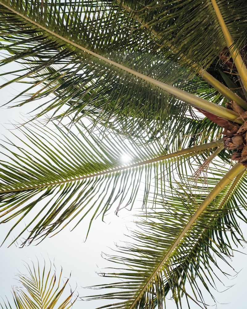 Park Hyatt Riviera Maya - All-Inclusive 41/50
