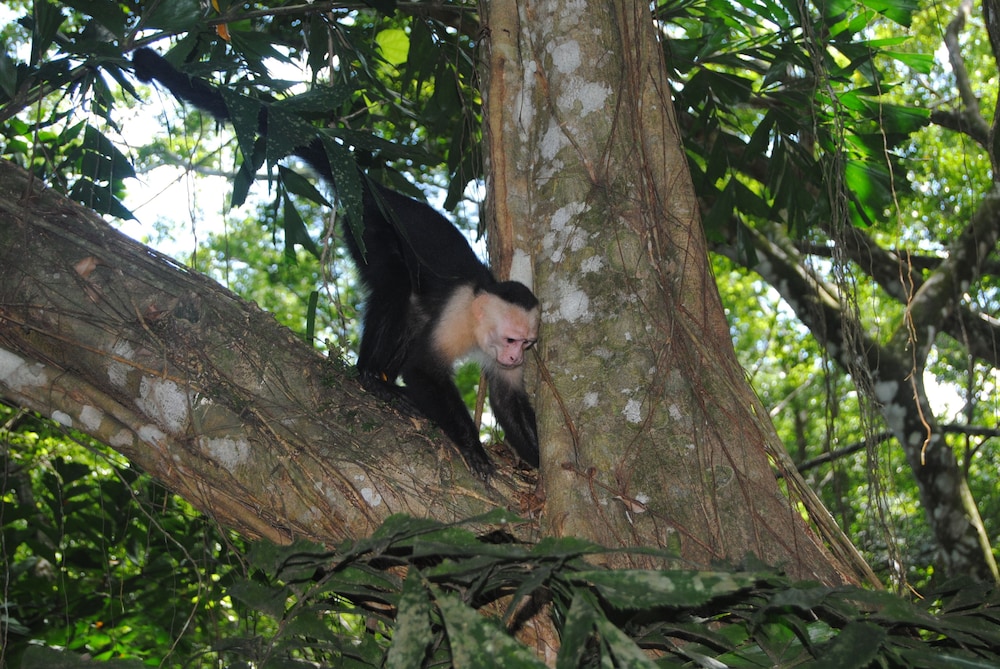 Jungle Beach Hotel Manuel Antonio 46/50
