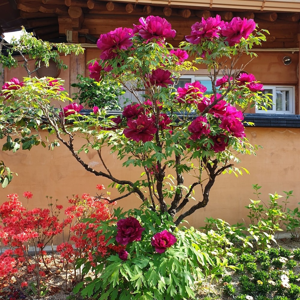Hanok Hyeyum 43/50