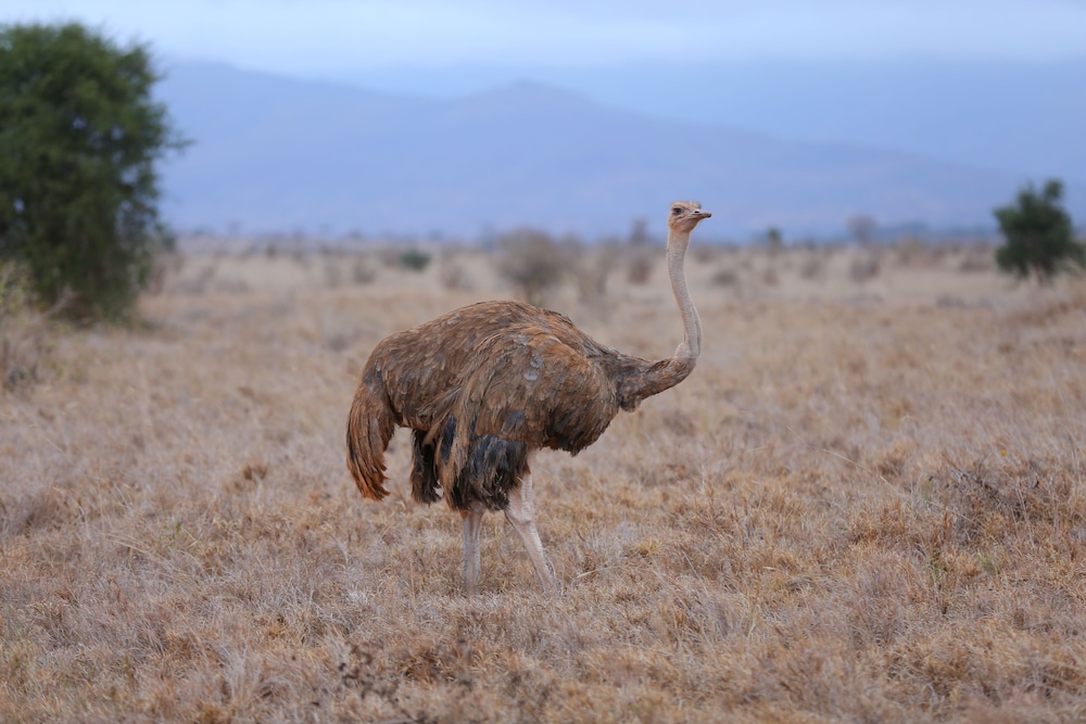 Salt Lick Safari Lodge 45/55