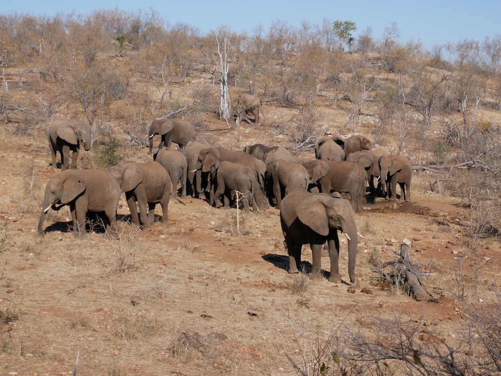 Mbizi Bush Lodge 29/50
