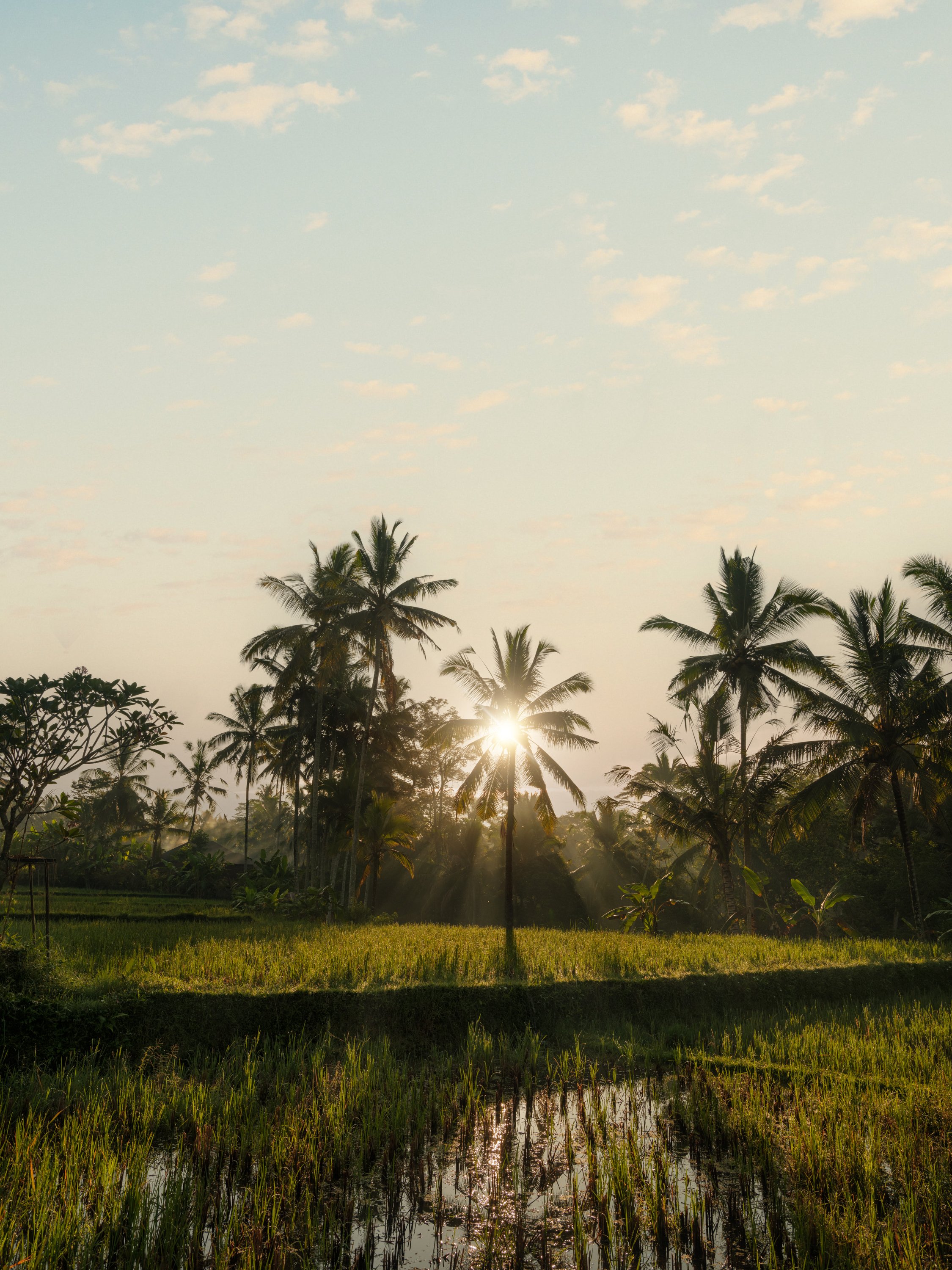 Capella Ubud Bali 30/43