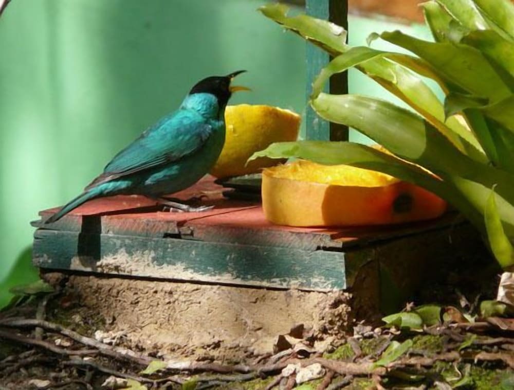 Pousada Villa da Prainha 32/64