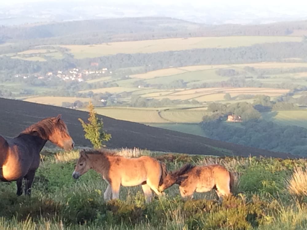 Exmoor House - Guest House 40/50