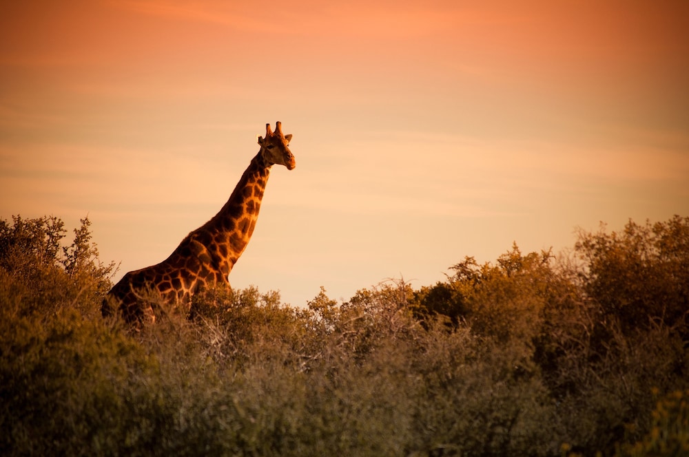 Buffelsdrift Game Lodge photo2