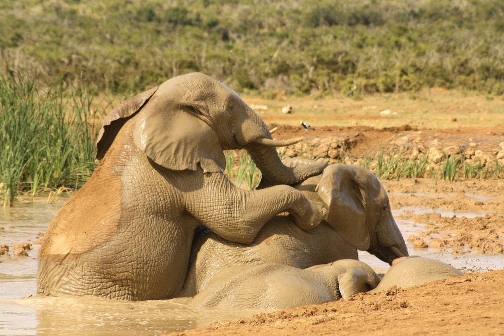 Gorah Elephant Camp 32/50