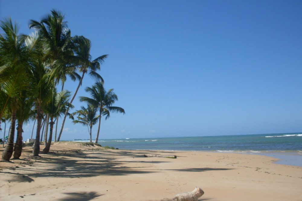Hotel La Tortuga 39/50