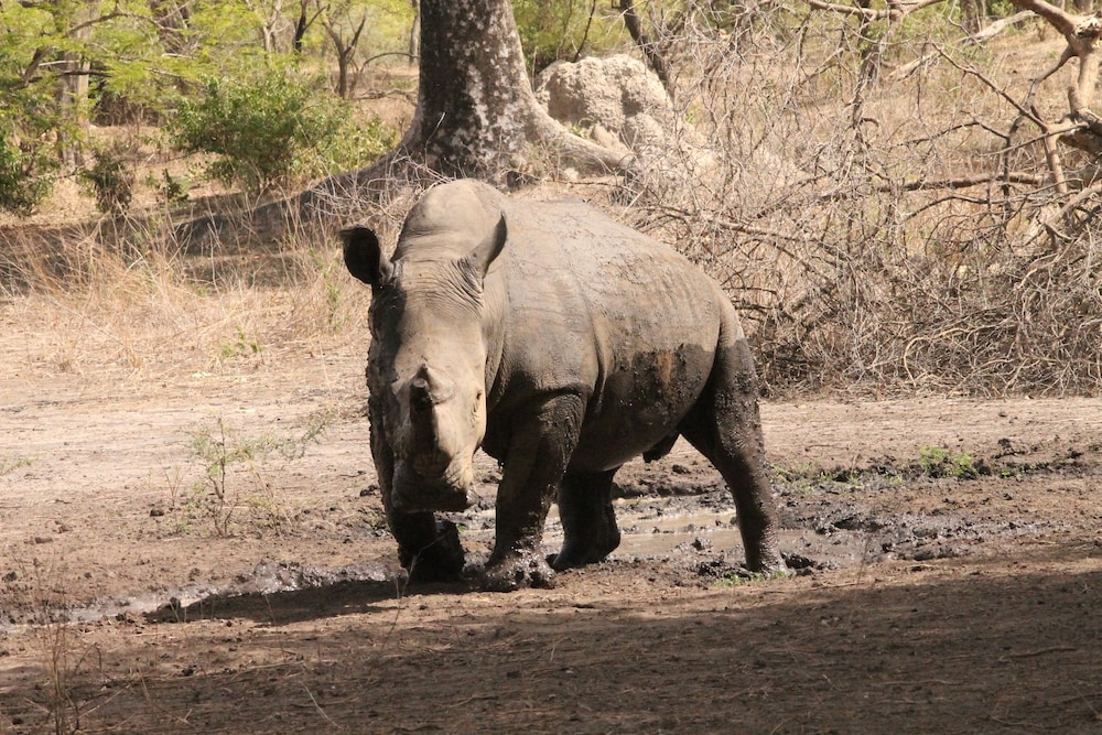 Fathala Wildlife Reserve 30/47