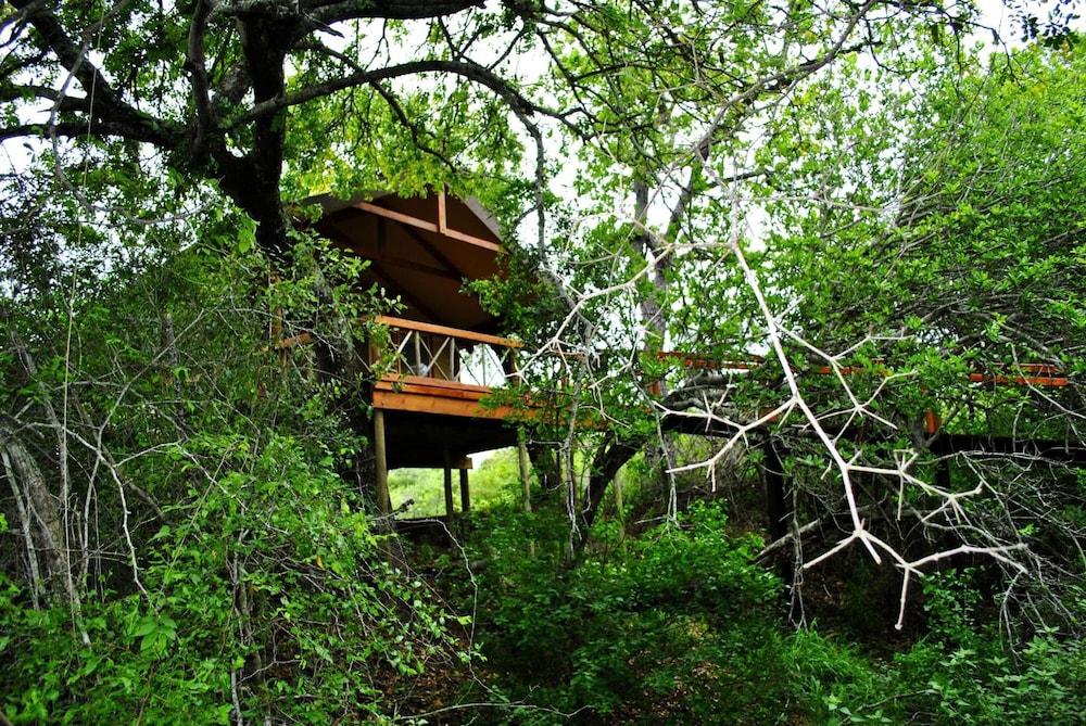 Lion Tree Top Lodge 27/36