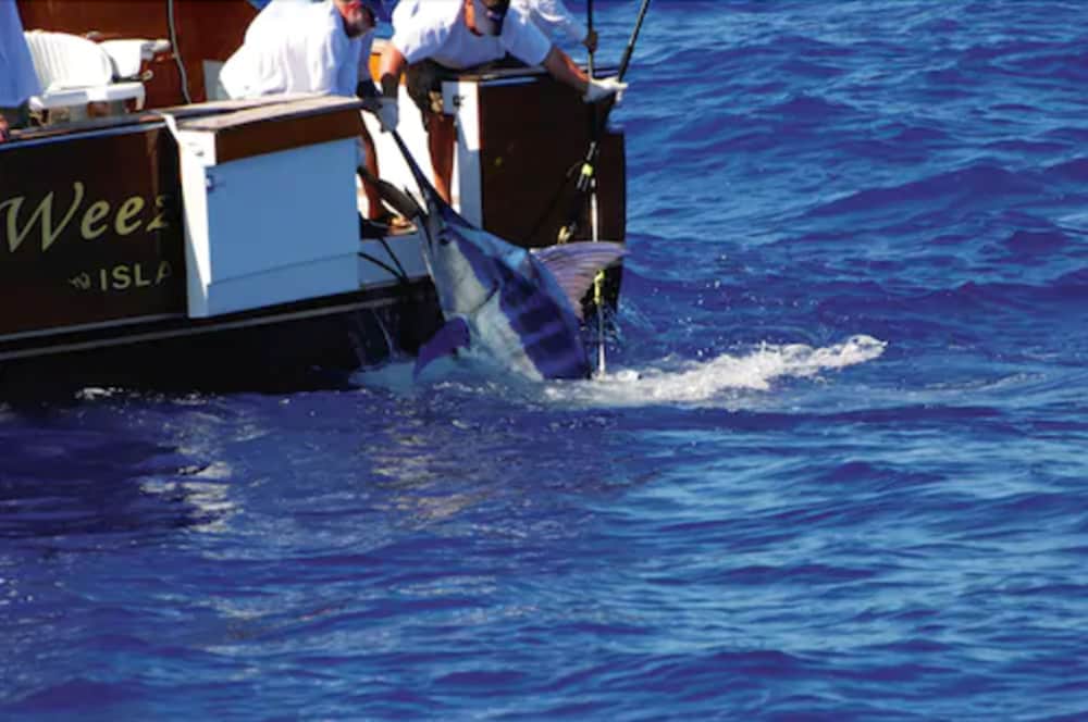 Coco Reef Bermuda 28/62