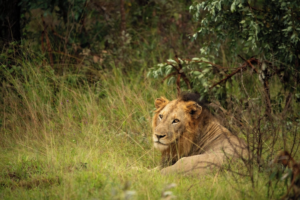 Skukuza Safari Lodge 60/65