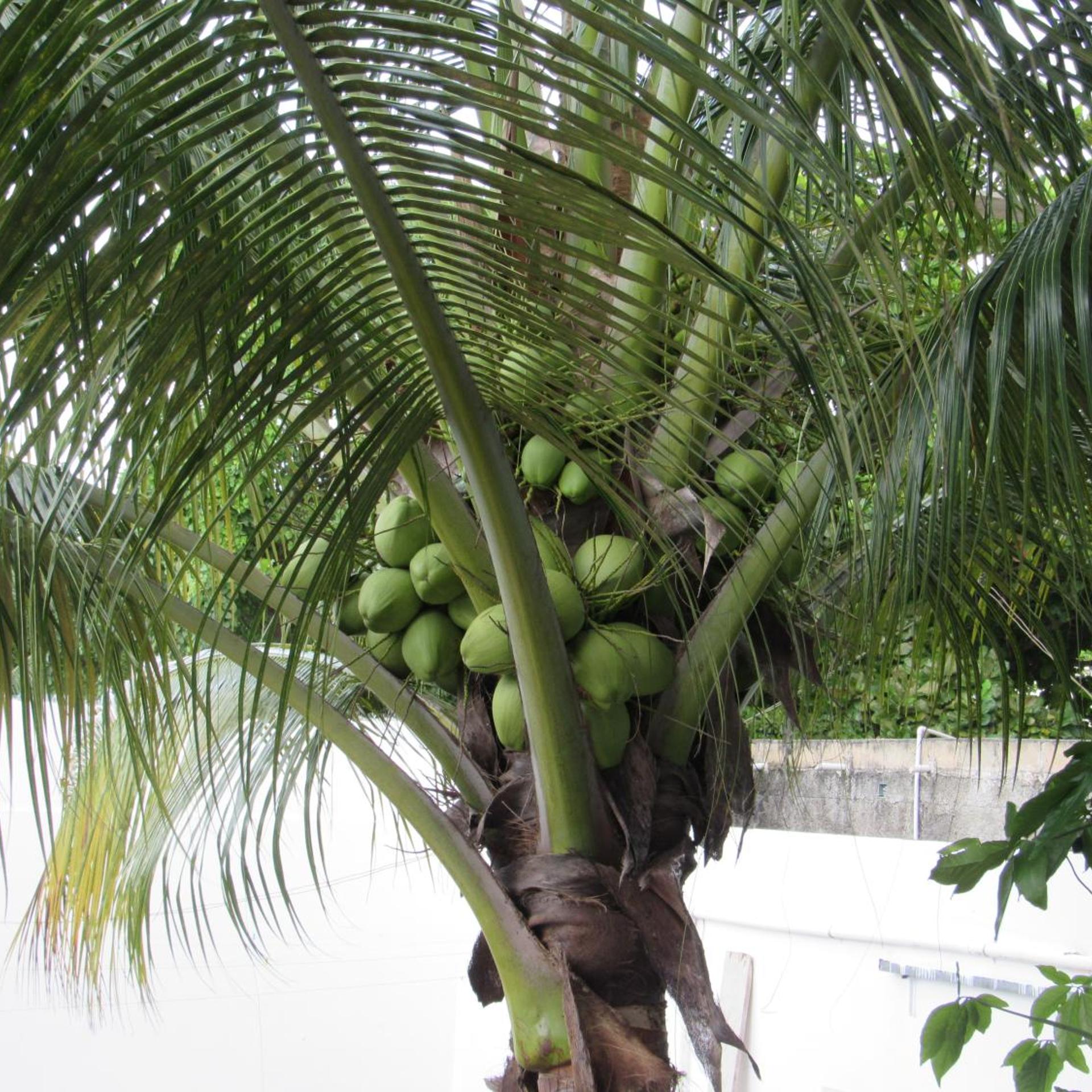 Blue Coconut Cancun 42/52