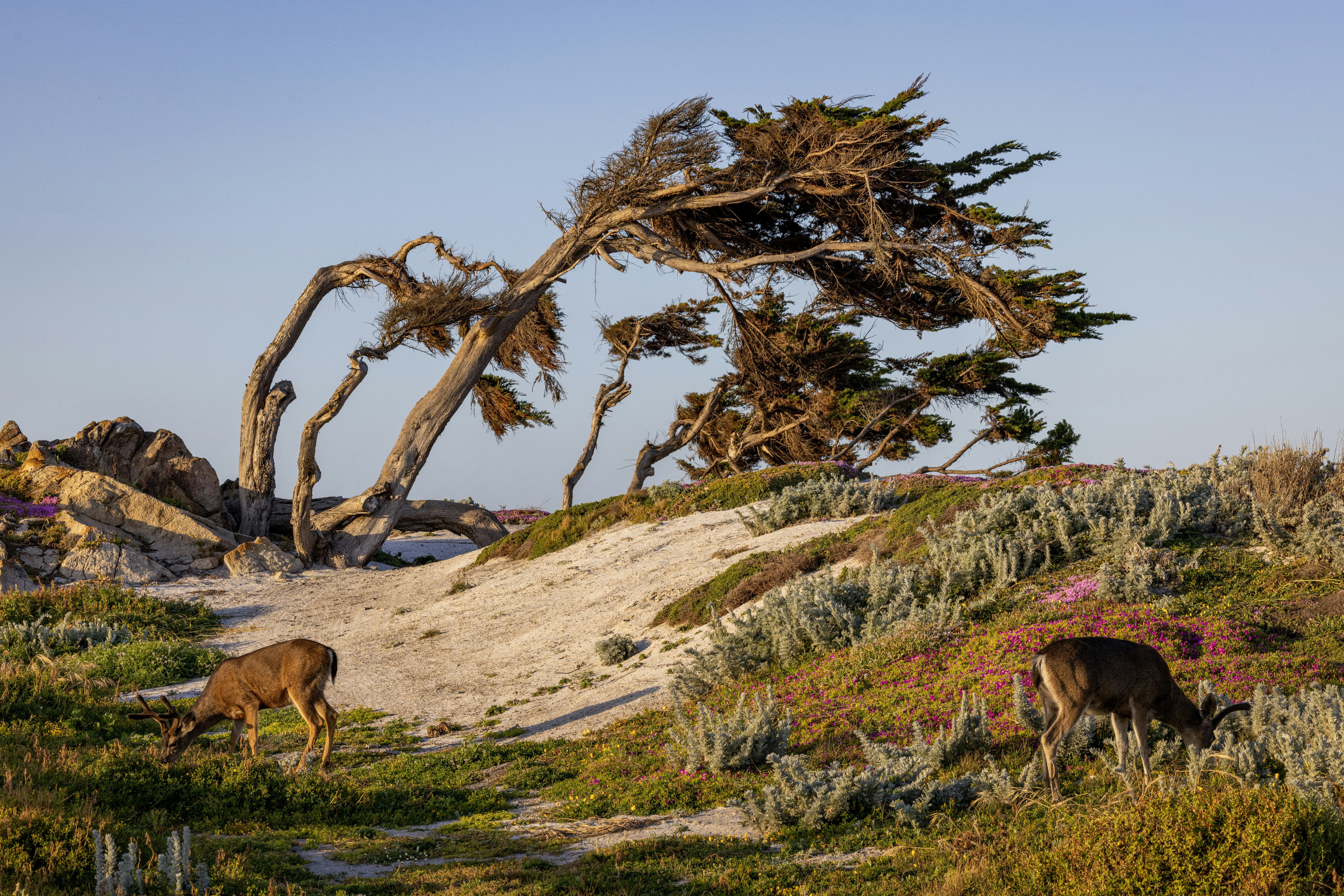 Home2 Suites by Hilton at the Dunes on Monterey Bay 13/15