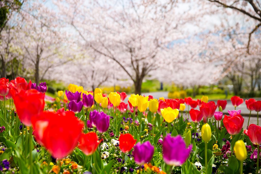 Tresta Shirayama 28/30