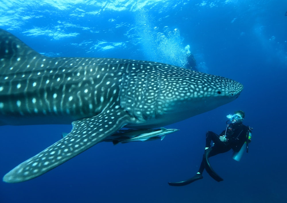 Mirihi Island Resort, Male 2/56