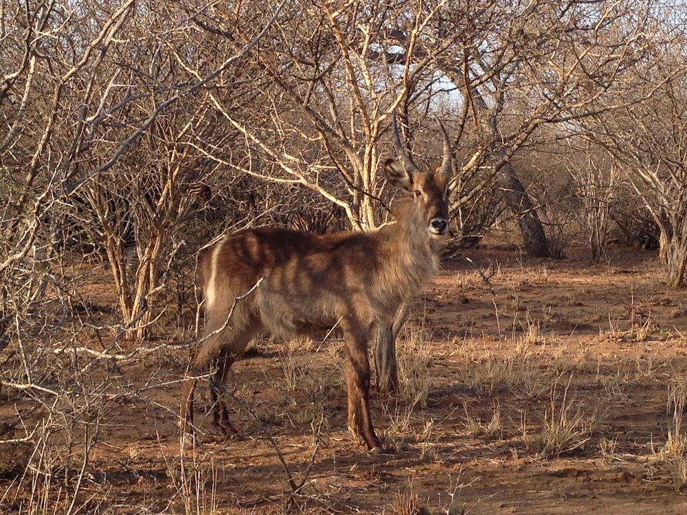 The Baobab Bush Lodge 36/50