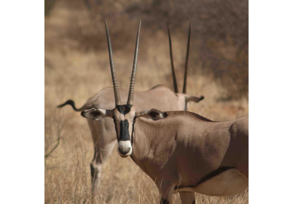 Sarova Shaba Game Lodge 37/63