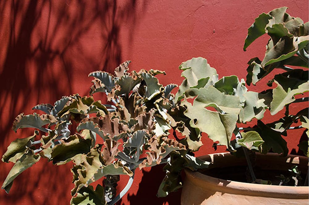 La Casona De Tita Oaxaca 41/50