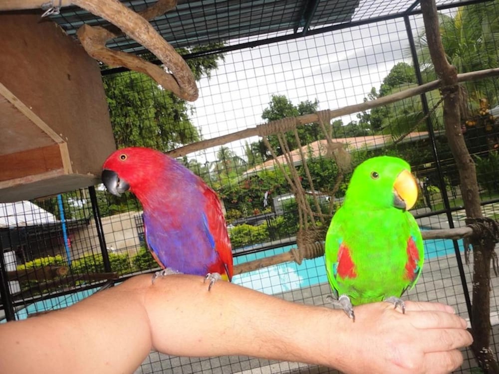 Parrot Resort Moalboal 40/50