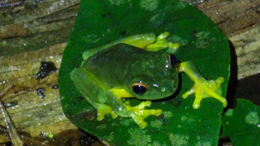 Heritage Lodge In the Daintree 51/53