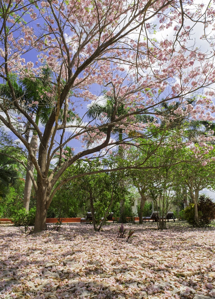Hacienda San Jose Cholul 42/61