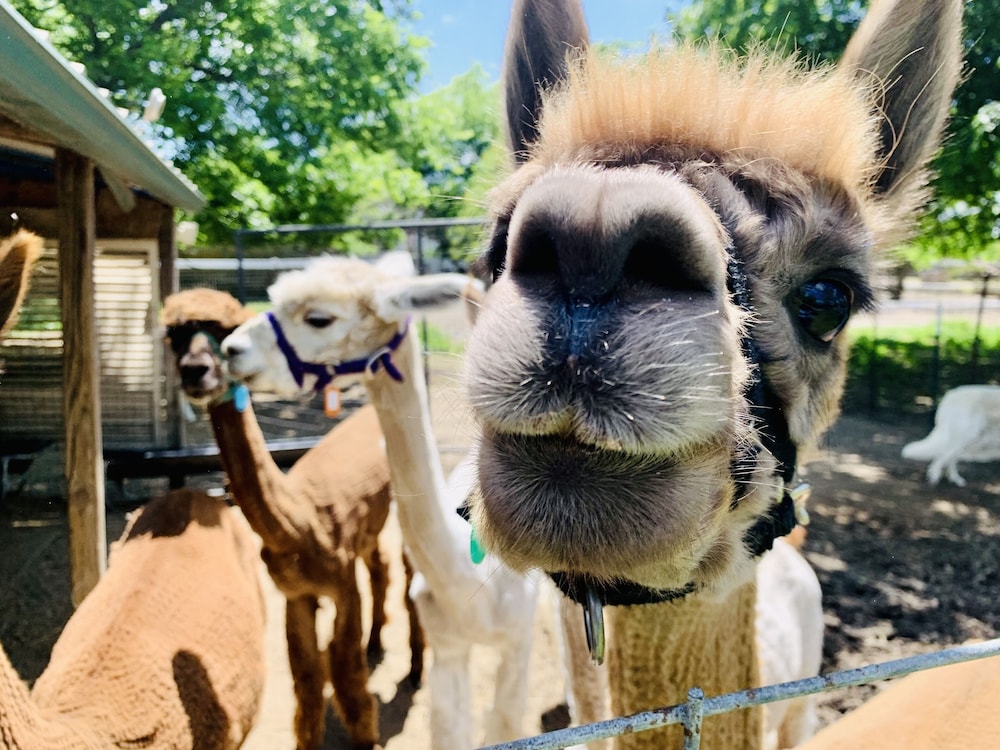 Old Irish Bandb Patricks Apos Pastures Alpaca Ranch 27/50